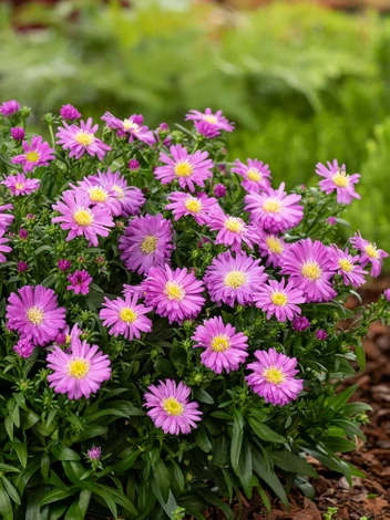 Aster (Aster novi-belgii) 'Leuchtfeur' 1 St.