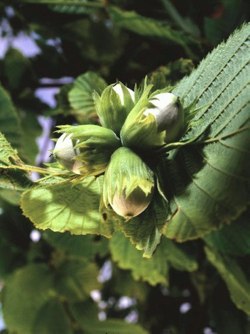 Haselnussbaum (Corylus avellana)