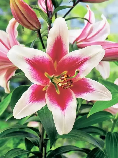 Lilie (Lilium) 'Altari'