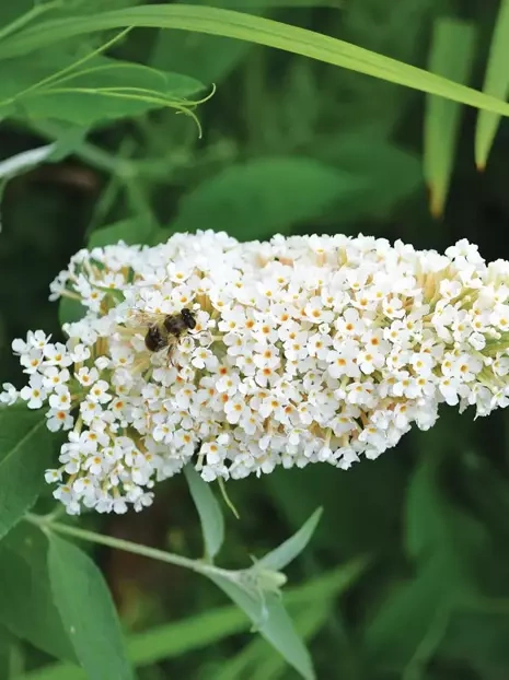 Schmetterlingsstrauch (Budleja) 'Black Knight'