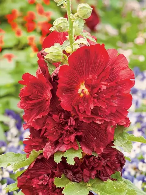 Stockrose (Alcea Rosea) 'Spring Celebritirs Crimson' 1 St.