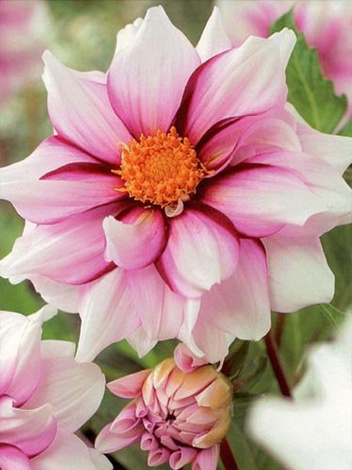 Dahlie (Dahlia) 'Edge of Joy'