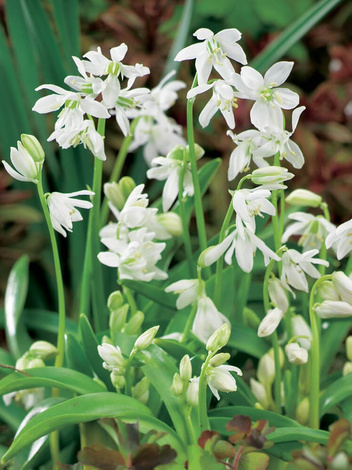 Blaustern (Scilla) Siberica Alba 10 St.