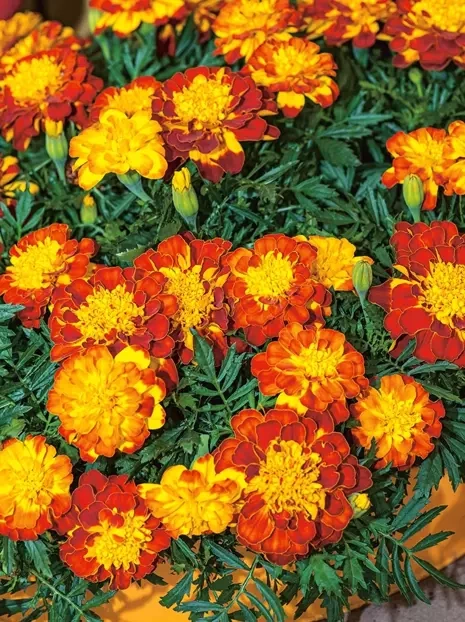 Samen (Tagetes patula nana) Mix