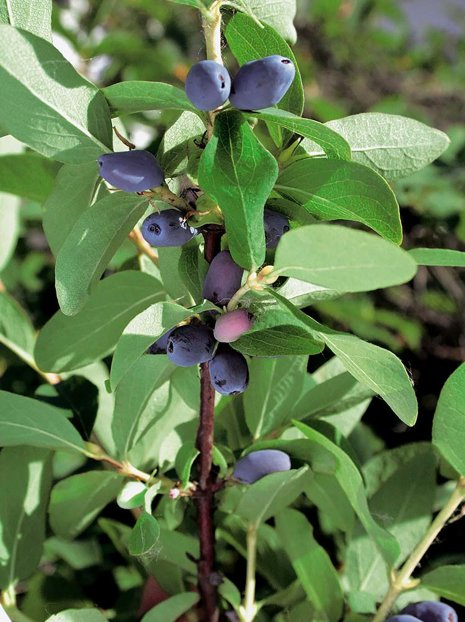 Kamtschatkabeere (Lonicera coerulea var. Kamtschatica) 'Zojka'