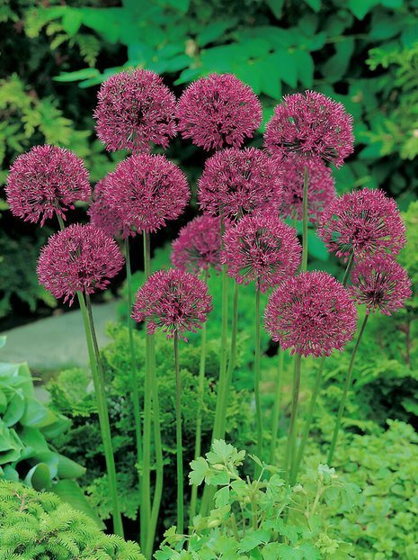 Zierknoblauch (Allium) 'Purple Sensation'