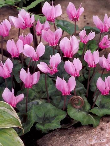 Neapolitanisches Alpenveilchen (Cyclamen neapolitanum) 1 St.