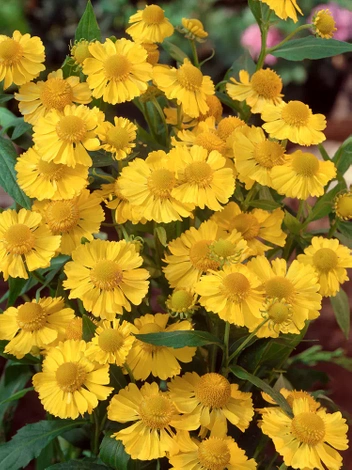 Sonnenbraut (Helenium)  'Kanaria'