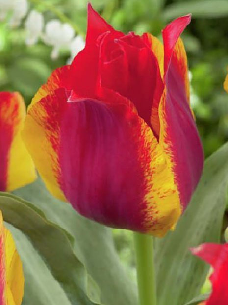 Tulpe (Tulipa) 'Kiev'