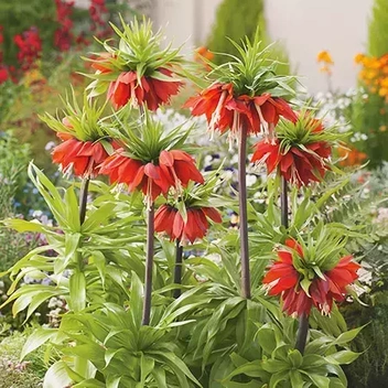 Kaiserkrone (Fritillaria) 'Rubra' 1 St.