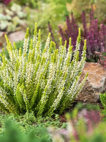 Heidekräuter (Calluna) Weiß | ⌀ 9cm 