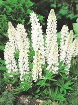 Lupine (Lupinus) weiß