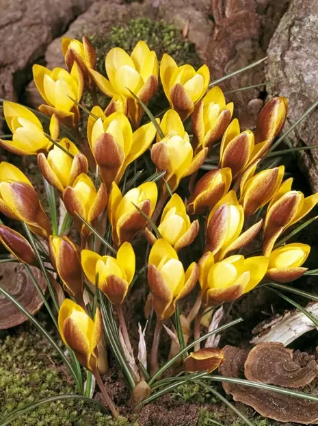 Krokus (Crocus) 'Zwanenburg Bronze' 20 St.