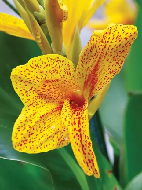 Blumenrohr (Canna) 'Confetti' 1 St.