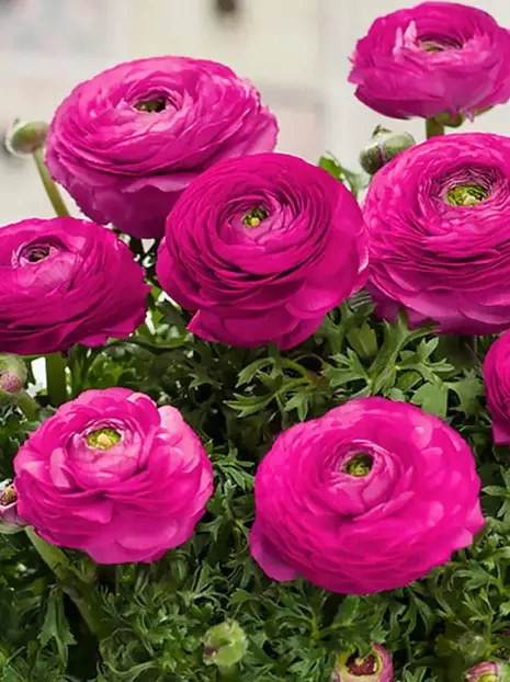 Glaukom (Ranunculus) Pink 5 Stück