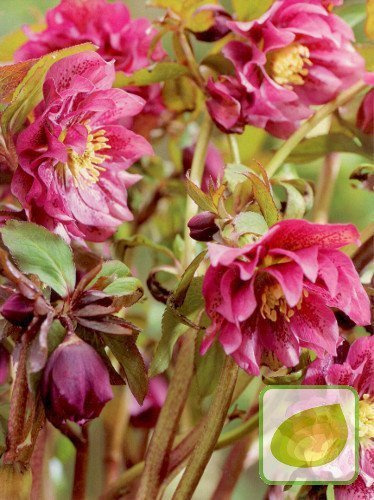 Ciemiernik (Helleborus) Double Ellen Red