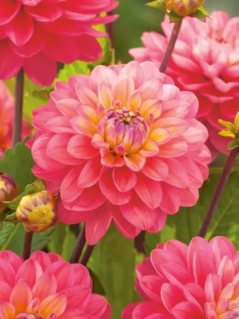 Dahlie (Dahlia) 'Melody Allegro'