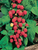 Himbeere (Rubus)