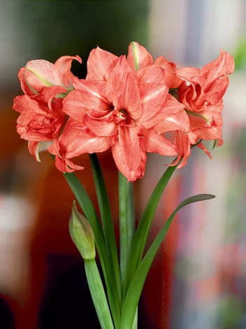 Ritterstern (Hippeastrum) 'Lady Jane' 1 St.