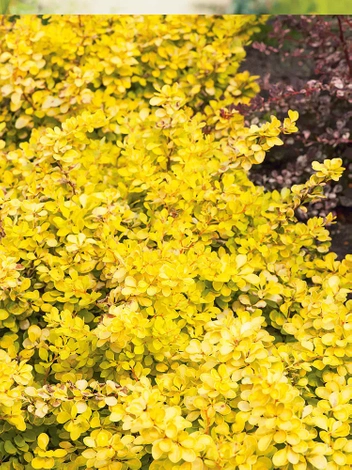 Berberitze (Berberis thunbergii) - 'Special Gold'