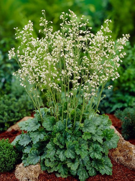 Heuchera 'White Cloud' (Weiße Wolke)