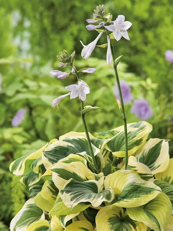 Funkie (Hosta) 'Glad Rags' 1 St.