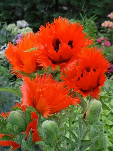 Mohn (Papaver orientale) 'Turkenlouise'