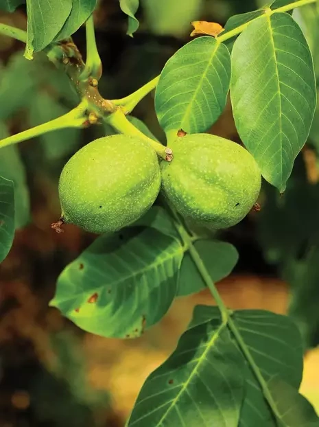 Haselnussbaum (Corylus avellana)