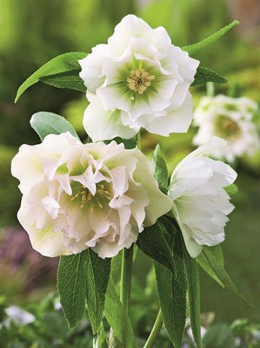 Lenzrose (Helleborus) 'Double Ellen White'