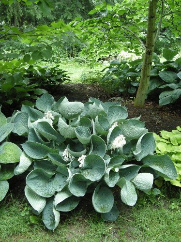 Funkie (Hosta) 'Big Daddy'