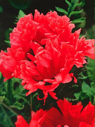 Mohn (Papaver orientale) 'Garden Glorie'