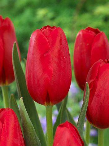 Tulpe (Tulipa) 'Warszawa'