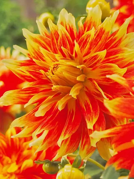 Dahlie (Dahlia) Bodacious