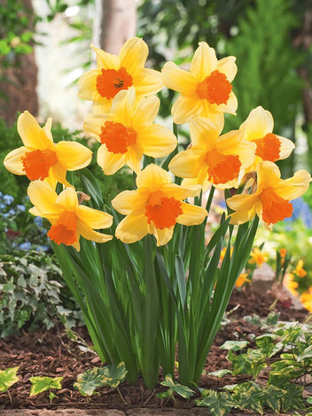 Narzisse (Narcissus) 'Fortissimo'