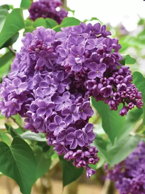 Gartenhortensie (Hydrangea) Blau