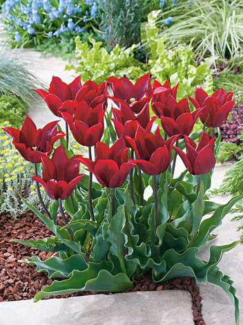 Tulpe (Tulipa) 'Lasting Love'