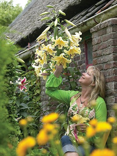 Lilie (Lilium) 'Honeymoon'