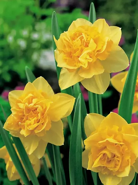 Narzisse (Narcissus) 'Dick Wilden' 5 St.