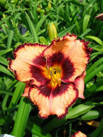 Taglilie (Hemerocallis) ' Blizzard Bay ' 1 St.