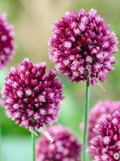 Zierlauch (Allium) 'Scorodoprasum Art.'