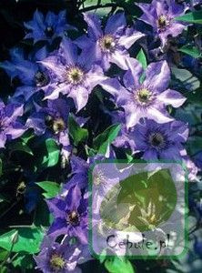 Powojnik (Clematis) Dzieci Warszawy