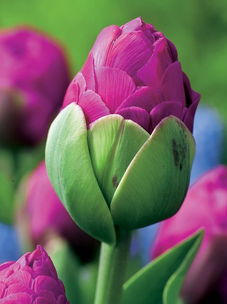 Tulip (Tulipa) 'Abigail'