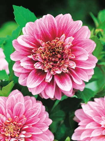 Dahlie (Dahlia) 'Pole Position'