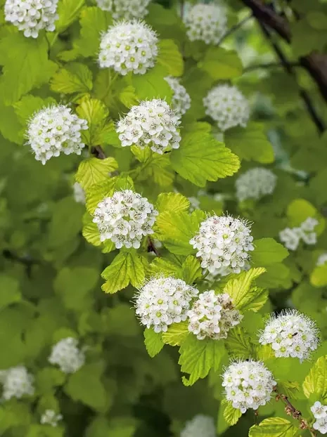 Blasenspiere (Physocarpus opulifolius) 'Dart's Gold' - Zierstrauch