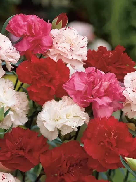 Dianthus Samen - mix