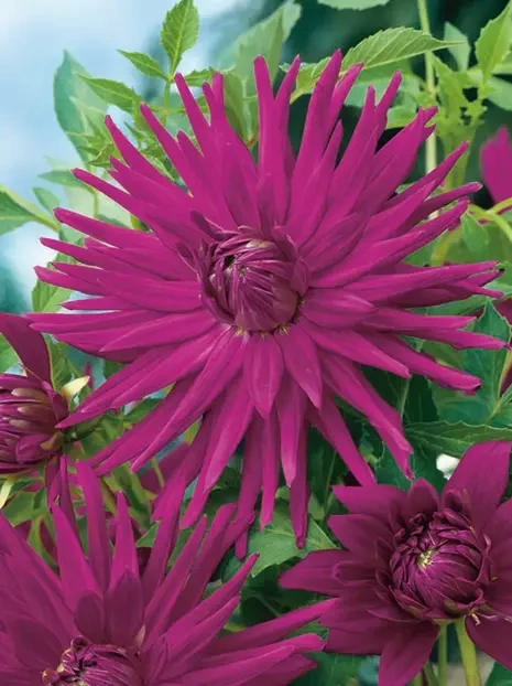 Dahlie (Dahlia) 'Purple Gem'