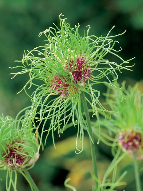 Zierlauch (Allium) 'Hair'