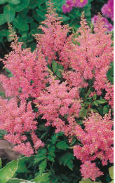 Prachtspiere (Astilbe) ’America’ 1 St.