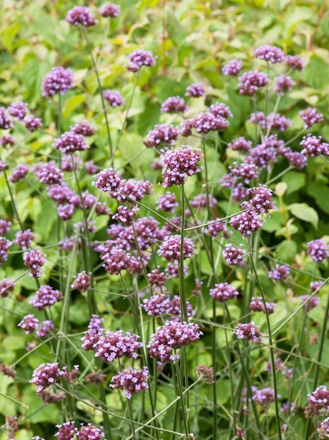 Patagonisches Eisenkraut (Verbena bonariensis) mix