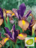 Holländische Schwertlilie (Iris hollandica) 'Picasso'